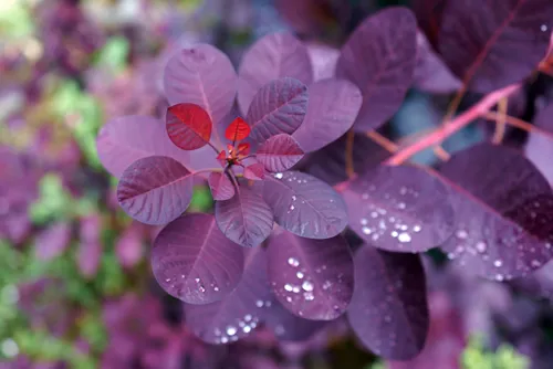 Cotinus Coggygria Royal Purple with Raindrops